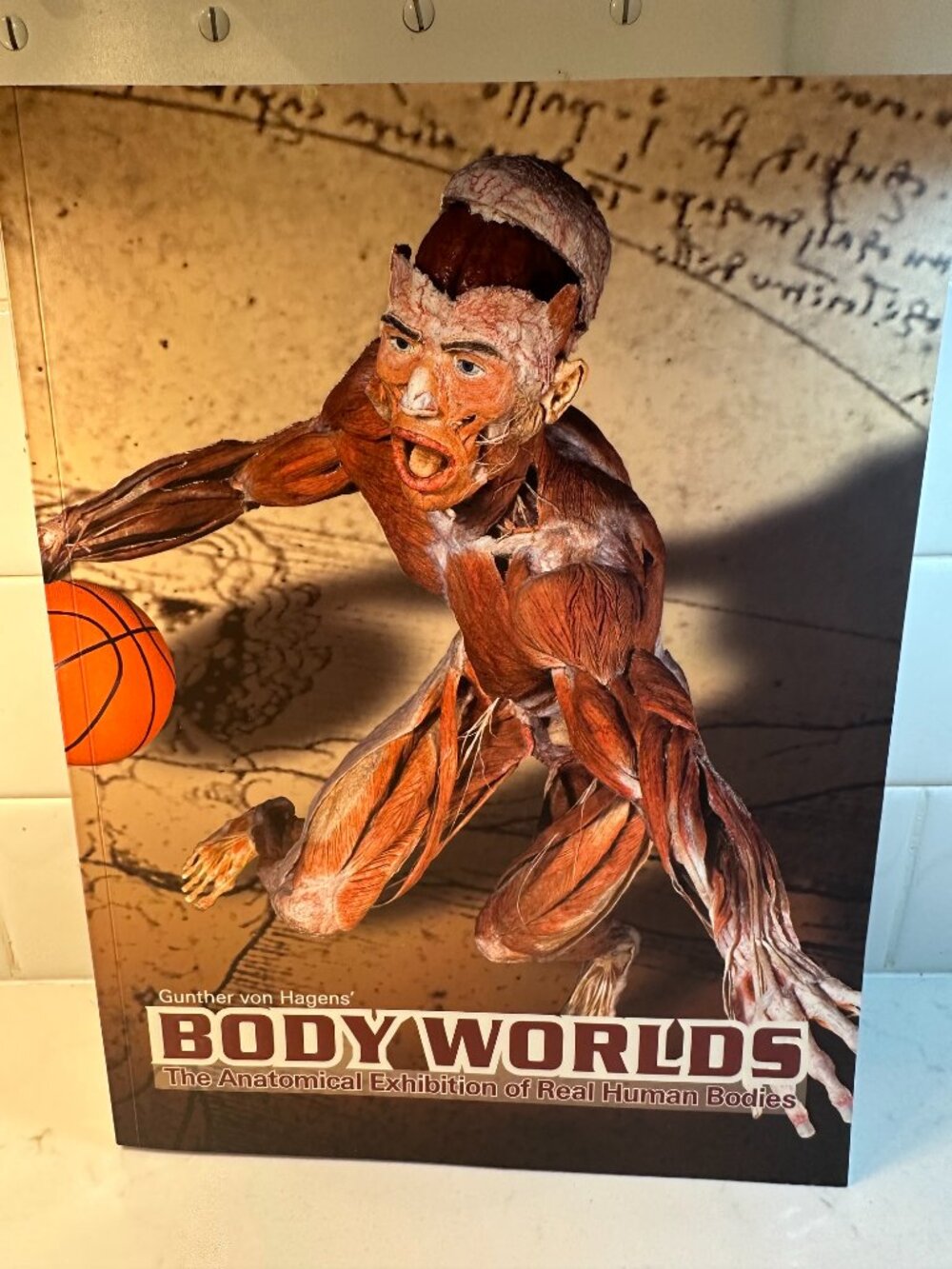 Gunther Von Hagens' Body Worlds The Anatomical Exhibition of Real Human Bodies